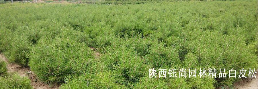 白皮松苗