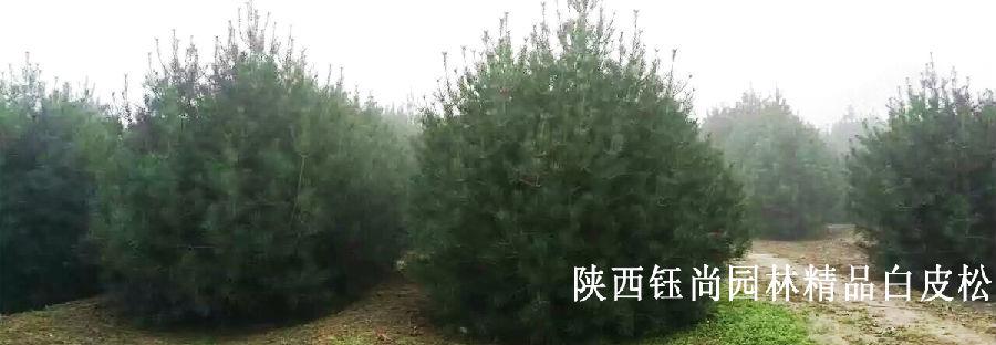优质白皮松